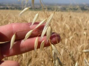 맛있고 건강한 귀리 레시피