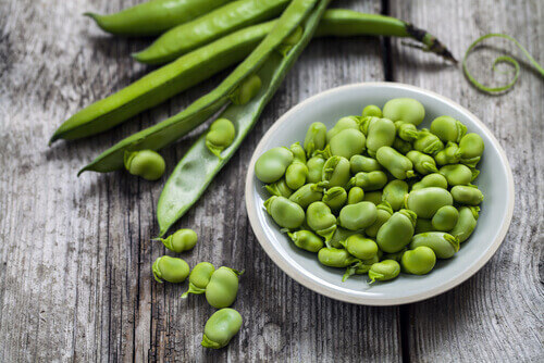 식물성 단백질의 다른 공급원