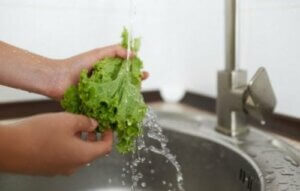 생각보다 다양한 상추 종류에 관해 알아보자